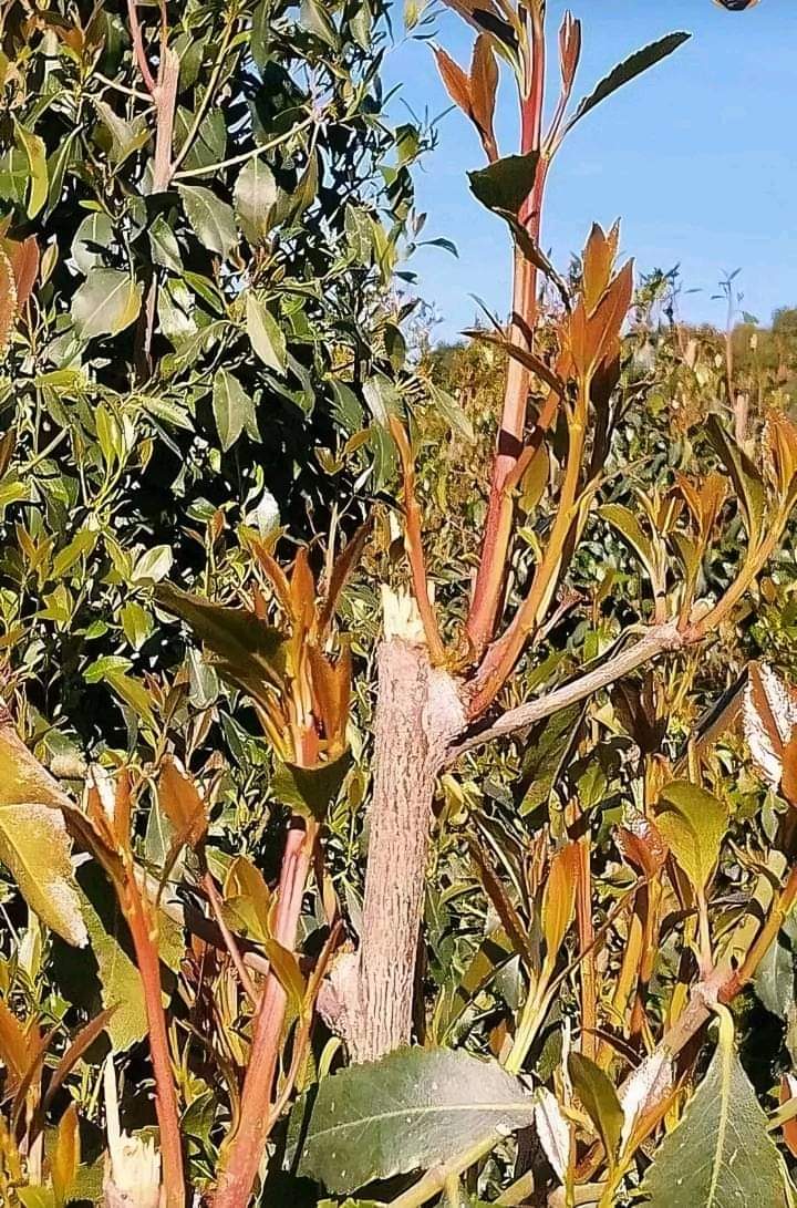 هاذي الشجره اوالنبته تسمى القات 
فهل تستحق أن ينفق عليها مئات الملايين يوميآ من أجل أكلها  (التخزينه )
بينما هاذي الأموال لو تحولت لمدة شهر فقط لعجزكهرباء عدن لسدتها سنه كامله 
والربط بين الاثنين بعيد كل البعد  لإن أموال الكهرباء تلزم بها  الدوله فقط  وليس للمواطن دخل