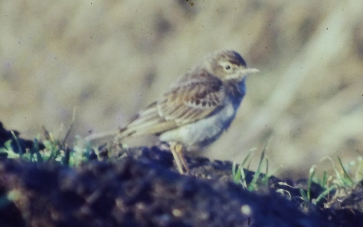 Another bird from way back was this Tawny Pipit (aka The Tawdry Pipit) at Aber, N. Wales in Nov/Dec 1977. It had about half its tail feathers and was in a very odd place and at an odd time for one. @BangorBirds