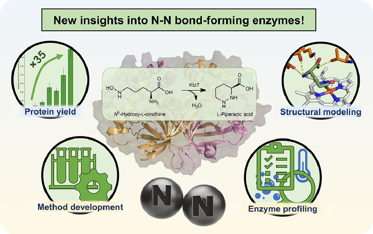 Doctoral Network BiodeCCodiNNg (@biodeccodinngdn) on Twitter photo Enhancing biocatalytic N-N bond formation: #BiodeCCodiNNg’s first publication is out! 👏📷
sciencedirect.com/science/articl…
Congratulations <a href="/itsSSchroeder/">Simon Schröder</a> <a href="/dirktischler/">Dirk Tischler</a> <a href="/TischlerLab/">microbiotech : The Tischler Lab</a>
#biotechnology #biocatalysis #heme #naturalproducts #actinobacteria #NNzyme #msca #horizoneu Enhancing biocatalytic N-N bond formation: #BiodeCCodiNNg’s first publication is out! 👏📷
sciencedirect.com/science/articl…
Congratulations <a href="/itsSSchroeder/">Simon Schröder</a> <a href="/dirktischler/">Dirk Tischler</a> <a href="/TischlerLab/">microbiotech : The Tischler Lab</a>
#biotechnology #biocatalysis #heme #naturalproducts #actinobacteria #NNzyme #msca #horizoneu