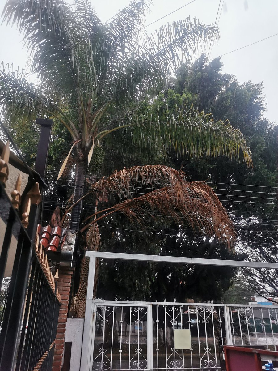 virinutri's tweet photo. @CFE_Contigo
@CFEmx  pésima atención telefónica al marcar al 071, la persona que me atendió tiene pésima atención al cliente no me dejaba explicar la problemática que se tiene y me colgó.
Hay unos cables de alta tensión haciendo contacto con las hojas de un palmera urge acudan https://t.co/5MY5n5VWGi