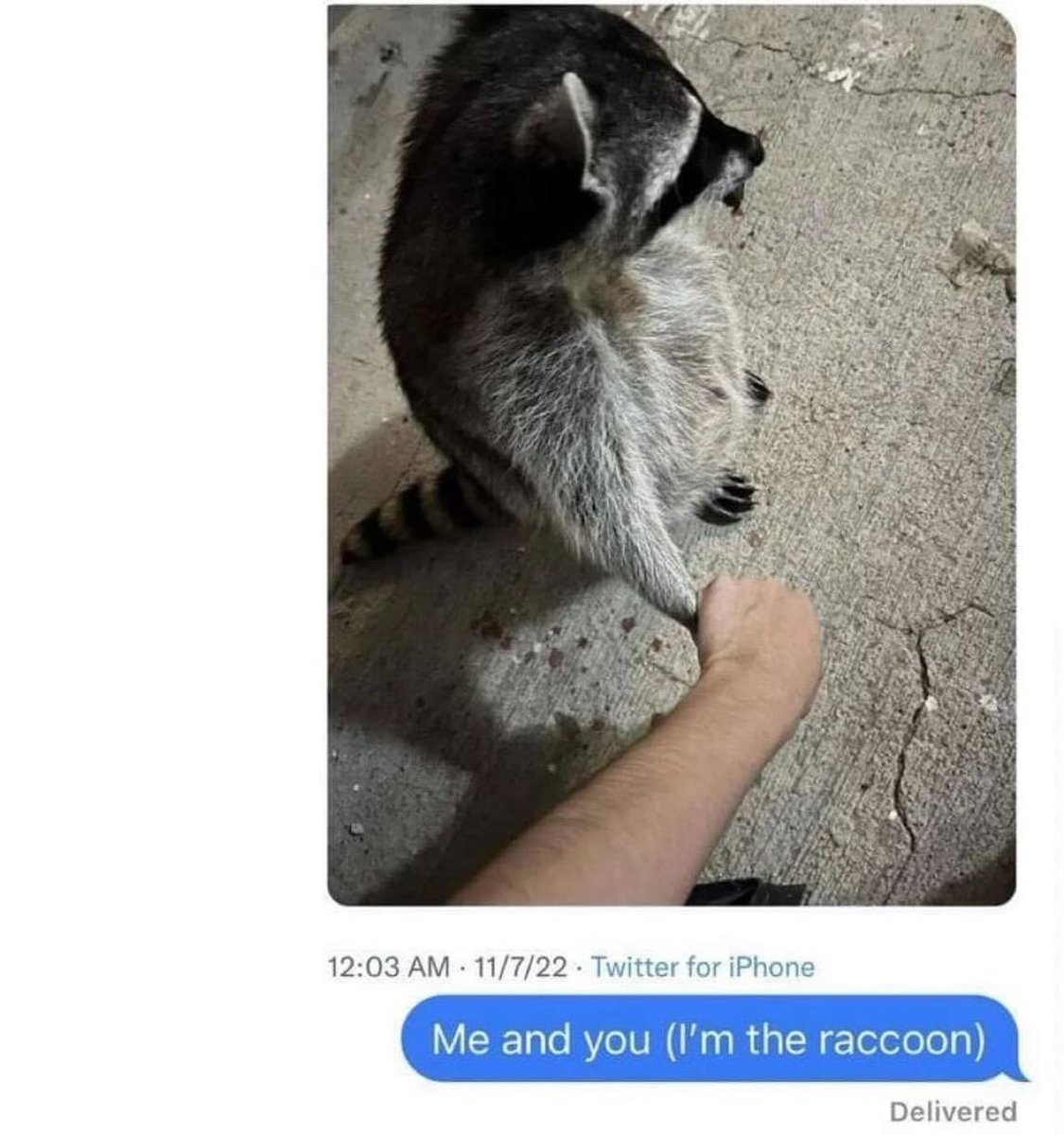 AnakinBanakin's tweet photo. @MeisterYaddle Raccooooooon 🦝 https://t.co/RDOObzYJES