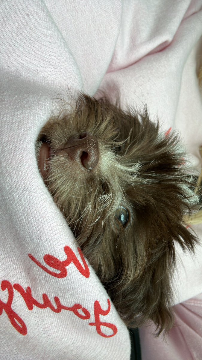 les presento a Mia 🩷