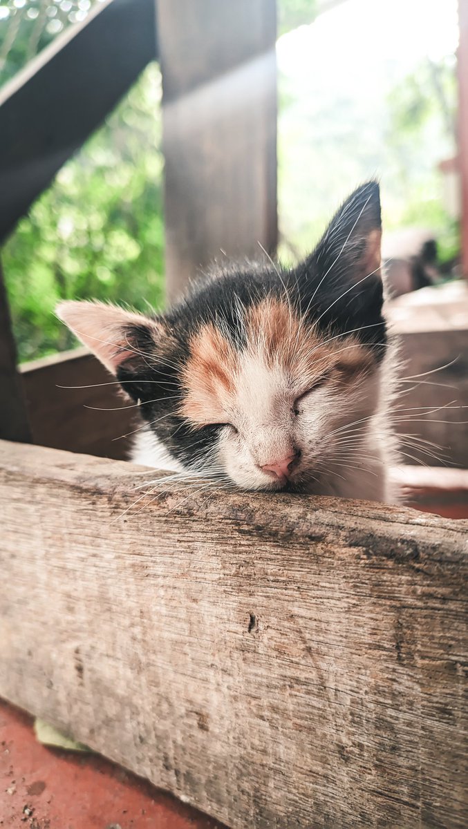 tortugart_'s tweet photo. Taking a nap
.
#photography #streetphotography #wildlife https://t.co/lto3nEcwPO