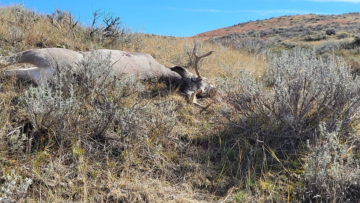 'Only my 2nd mulie buck and I'm thrilled. He only went 5 yards after being hit by a 300 PRC. My Electronic Shooters Protection worked great, it's really nice to not have your ears ringing after shooting something.' - Matt Mungiole

#huntingbuddies #gonehunting #happyhunting