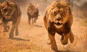 “Everybody wants to be No. 1, but nobody wants to do what the beast does. Everybody wants to be the beast, but they don’t want to do what the beast do. Everybody’s got to make the sacrifice. Do you want to be the lion?”
—Nick Saban #TheLeadersMind 🏆