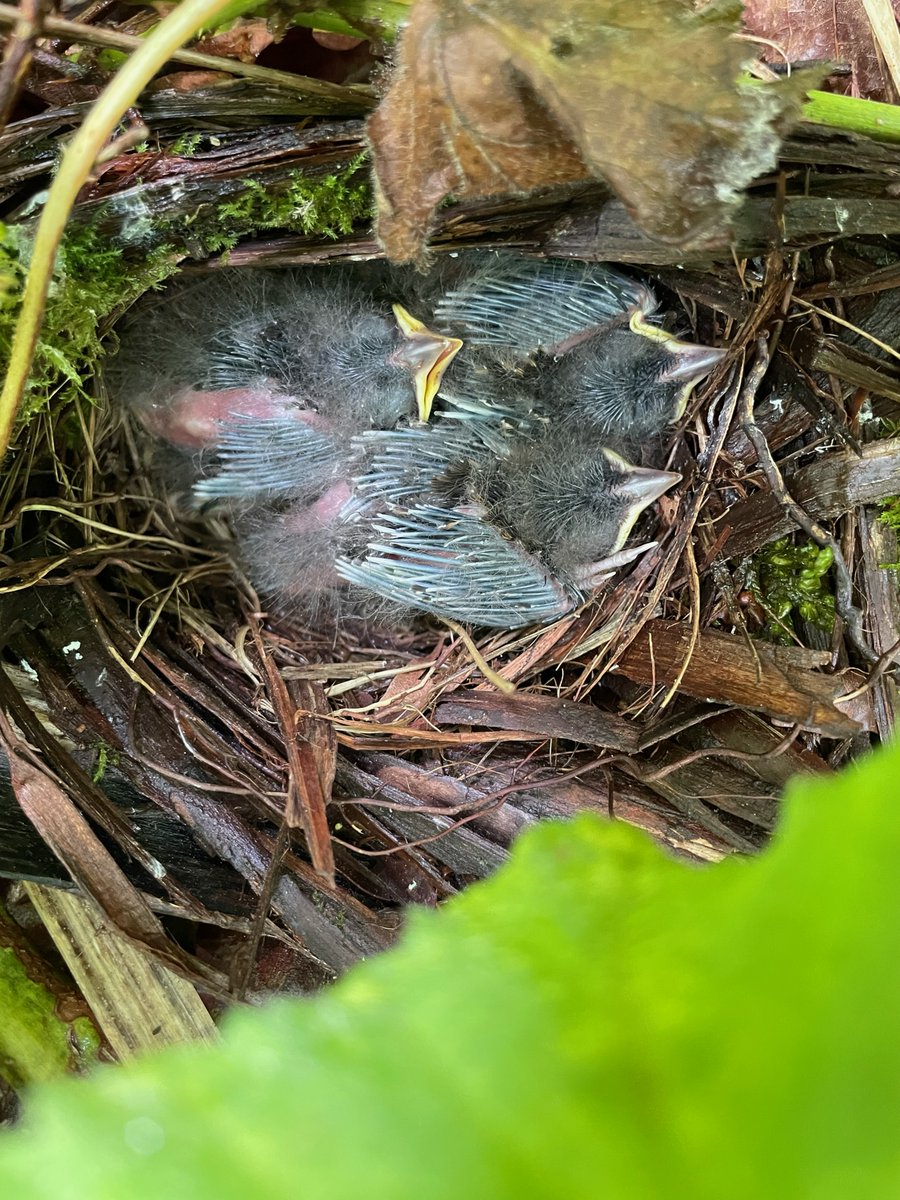 SFU Biological Sciences tweet media