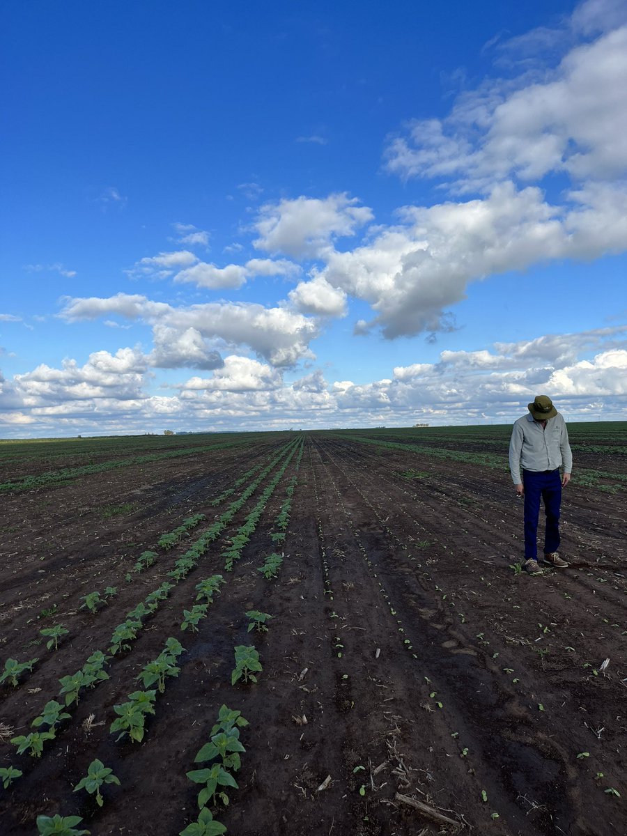 Samadeo (@sgoamadeo) on Twitter photo Producción 2023 / Venta 2024
Con cambio de gobierno en el medio.
¿Vos decís que el agro apuesta a futuro <a href="/glgaudino/">Germán Gaudino</a>? Producción 2023 / Venta 2024
Con cambio de gobierno en el medio.
¿Vos decís que el agro apuesta a futuro <a href="/glgaudino/">Germán Gaudino</a>?