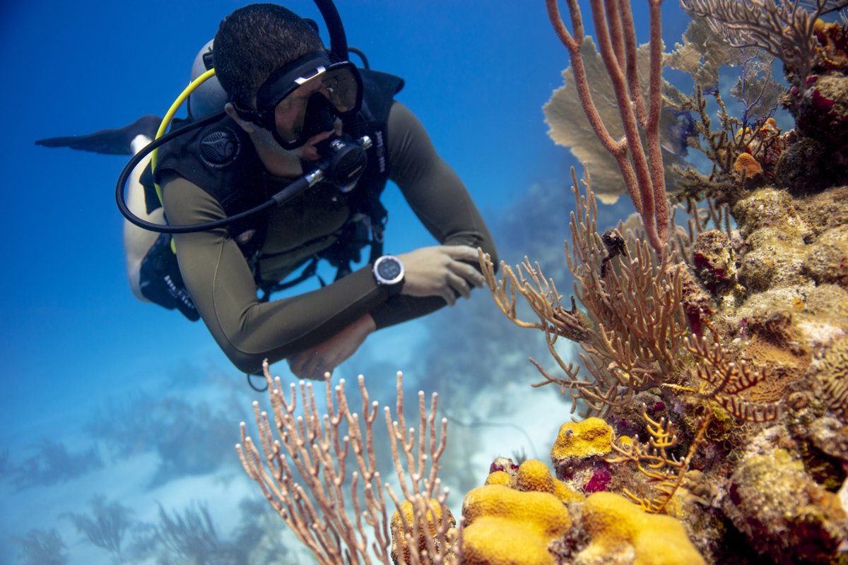 El buceo no solo es una experiencia fascinante, sino que también ofrece beneficios significativos para la salud cardiovascular y pulmonar, fortaleciendo tu corazón y pulmones para mejorar tu bienestar general.
¿Estás interesado en algún curso de buceo?

Contáctanos vía MD.