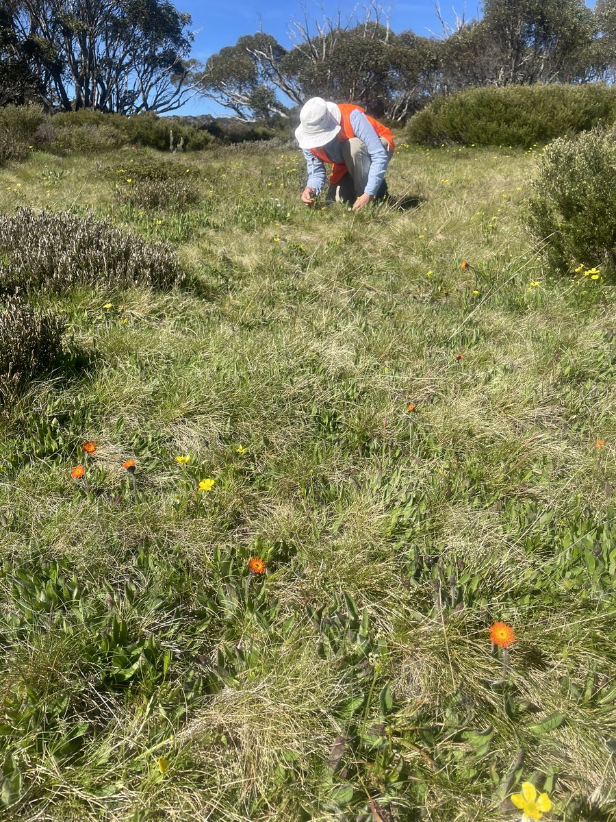 #LaTrobeUni under-grad students studying #MountainEcosystems found a new population of the state prohibited weed Orange Hawkweed on the Bogong High Plains. Found while doing flora surveys. Reported to land manager. Removed within 3 hrs.