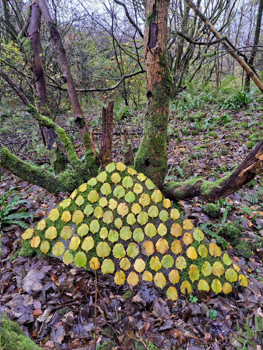 Hazel Shard. Yeathouse Station. Cumberland. #hazel #leaves #temporary #lateautumn