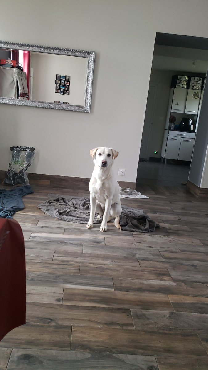 Celiama05's tweet photo. @purple_manowaro Les chien de ma mère x) https://t.co/DbudKvPARF