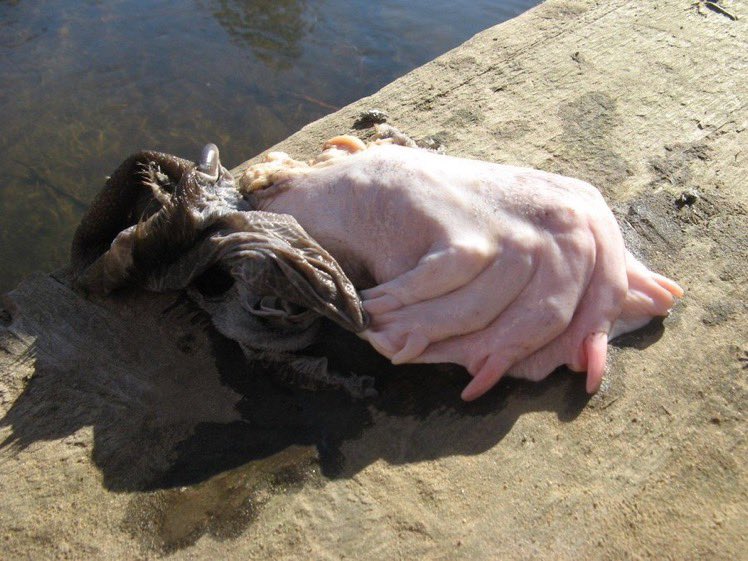 ベラルーシ・フロドナ州にある町リダで見つかった「謎の生物の手」のような物体が話題に

思い当たる生物がいないんだが…