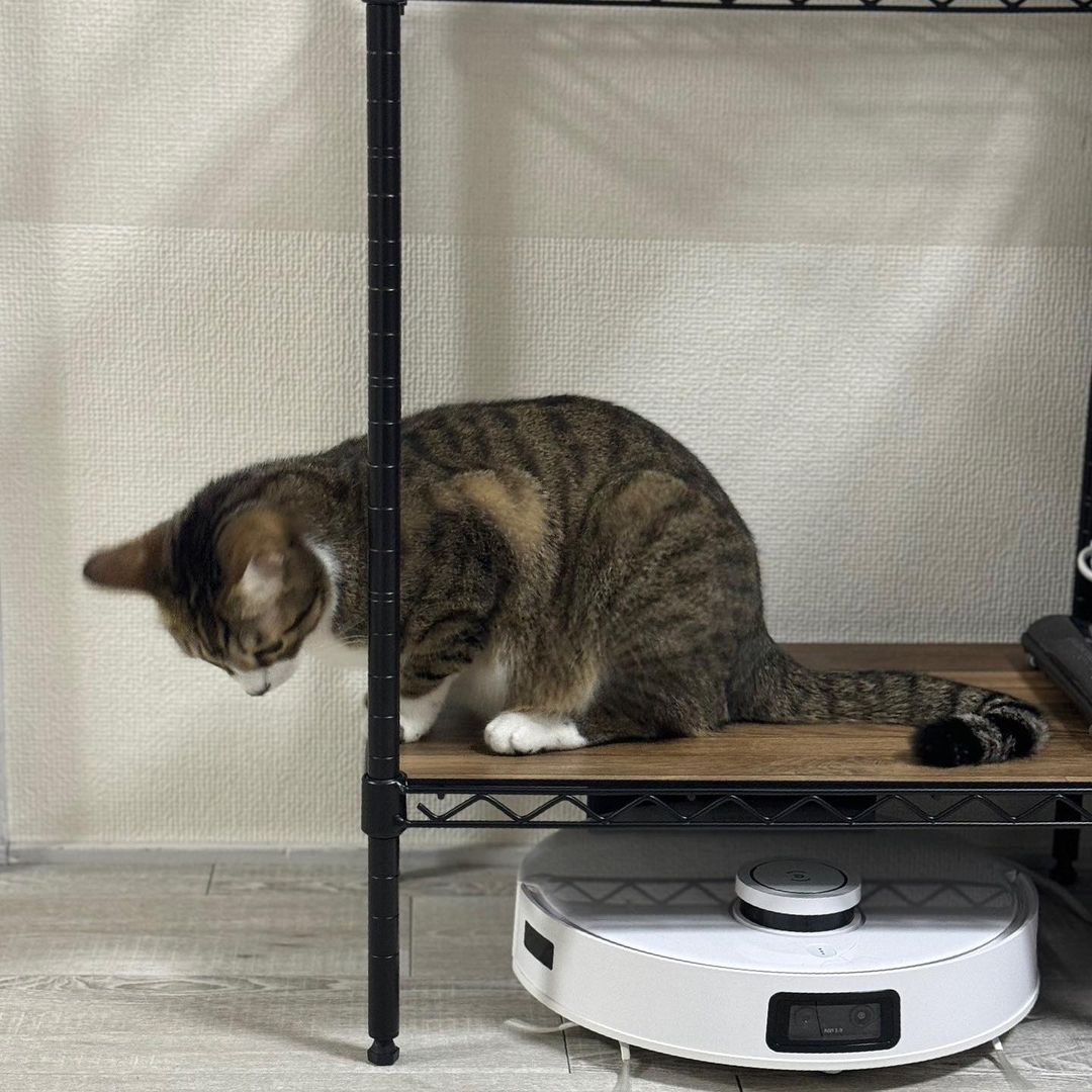 When your cat won't leave your DEEBOT alone...

Via <a href="/teto_pin/">Alberto pineda</a>