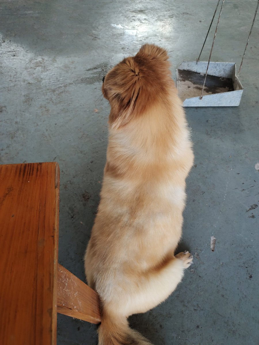 3sZjQ's tweet photo. 还有就是昨天团建，去撸爽了校长的狗狗。毛发质感可好，很好摸。它只要跑过来，我就摸。嘿嘿狗狗 https://t.co/gehk97ygVq