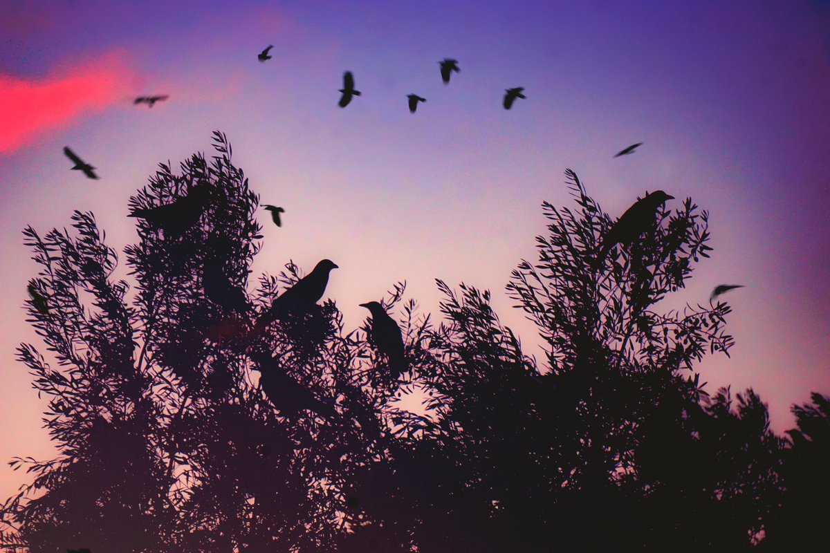 Las parvadas se siguen y coordinan como si se leyeran la mente, ese instinto ancestral que los guía siempre al lugar a donde deben ir, sin dudar y con gran fe.
Siempre que observo con curiosidad, encuentro respuestas.
¿Cuántos cuervos ven?