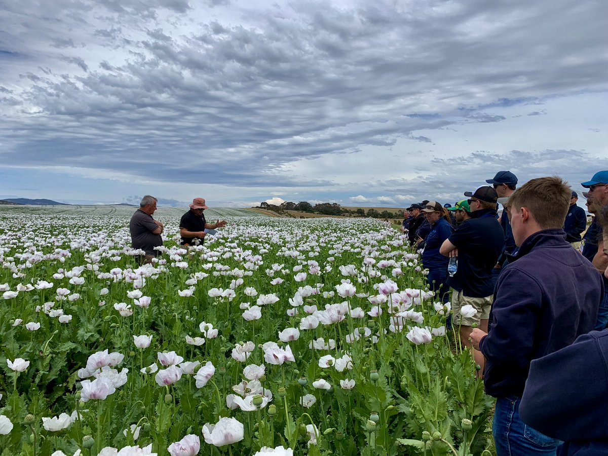 sonia_marqu's tweet photo. From poppies and pyrethrum to veggie crops. Nice change of scenery! 
@KiwiAPrince #NRIagronomytour https://t.co/QCw6bIjfK5