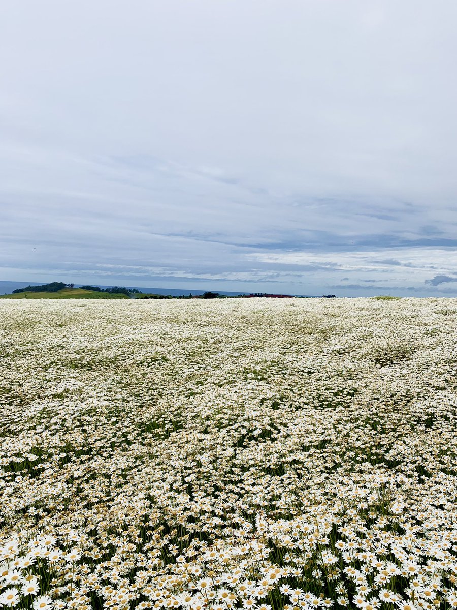 sonia_marqu's tweet photo. From poppies and pyrethrum to veggie crops. Nice change of scenery! 
@KiwiAPrince #NRIagronomytour https://t.co/QCw6bIjfK5