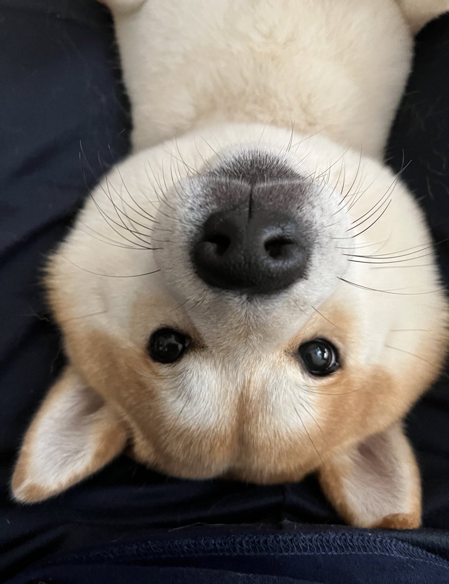 おはようございます☀
#柴犬 #おはようございます