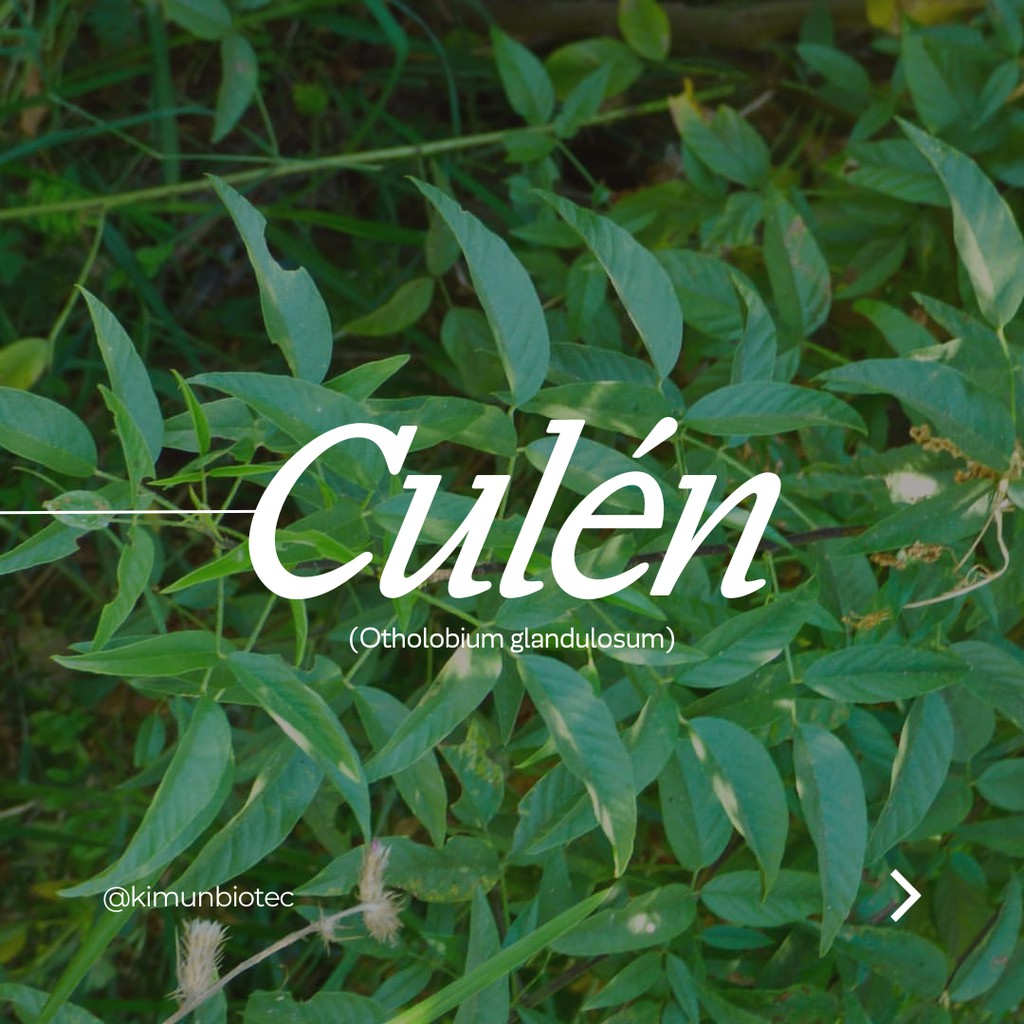 El Culén 🌿💜, arbusto perennifolio de Arica a Los Ríos, destaca por propiedades antiinflamatorias en sus hojas, usadas para aliviar dolores musculares.

Conoce nuestros productos derivados de esta planta en kimunbiotec.com