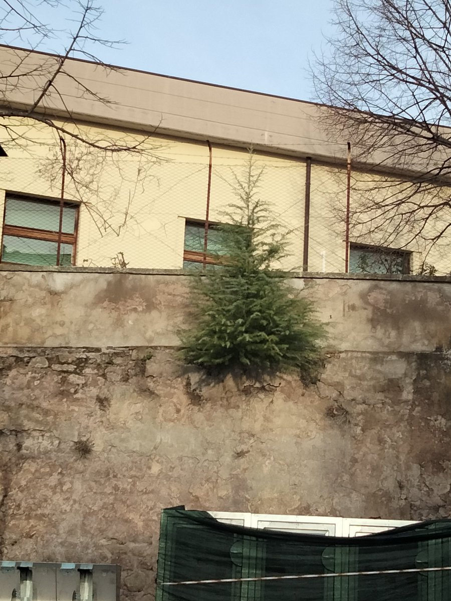 pincapa's tweet photo. Alberi coraggiosi, pronti da decorare. https://t.co/CIXVAWhgEd
