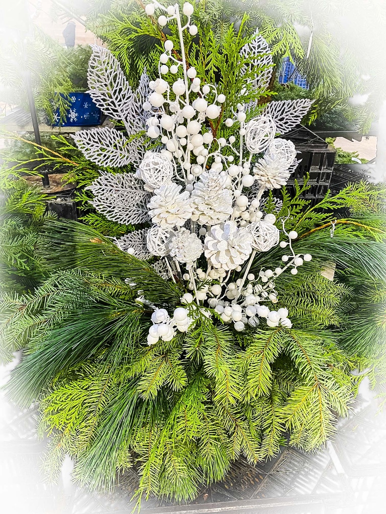 Welcome the festive spirit with the heavenly scent of evergreens! Transform your space into a winter wonderland with our stunning array of evergreen arrangements - from charming tabletop accents to full-size beauties! Created in-store! #HolidayDecor #EvergreenMagic #FestiveFlair