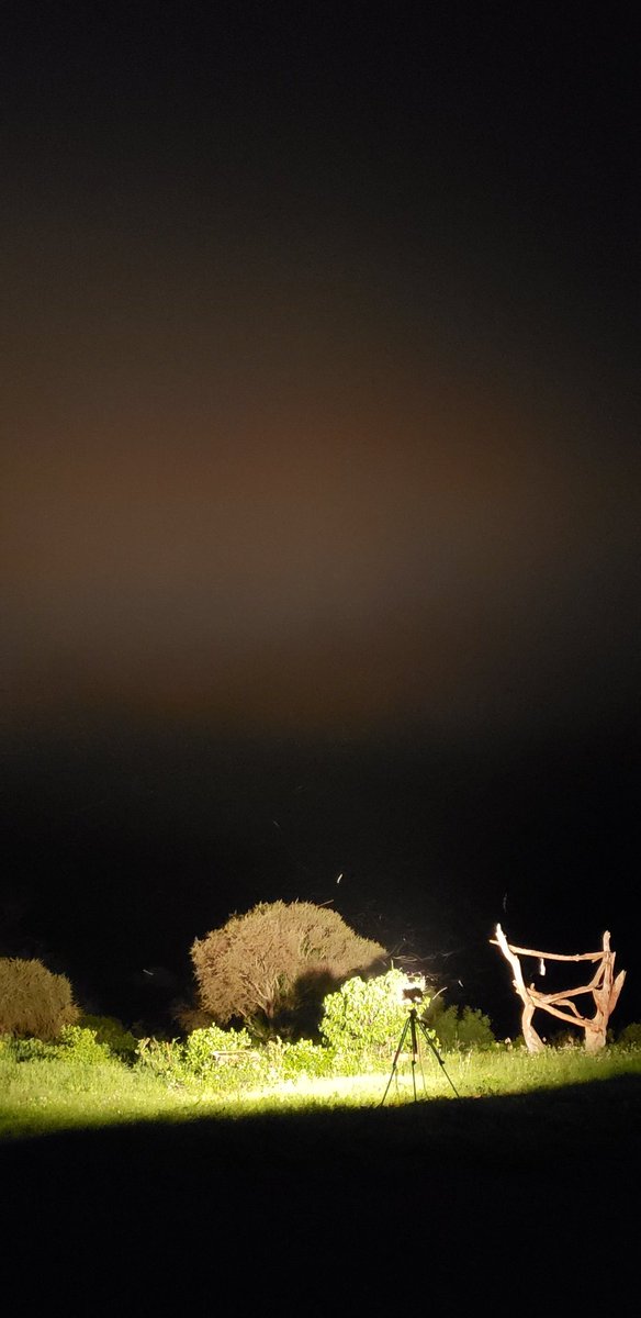 9:45pm at Ngulia, Tsavo West NP... and it's looking like mist is coming in!! Challenge: leopard hasn't come for his dinner yet &amp; worse, the generator needs repair &amp; will be turned off for 1.5 hrs soon! Hope we can catch lots after that. #nguliaringing #birds #ringing #tsavowest