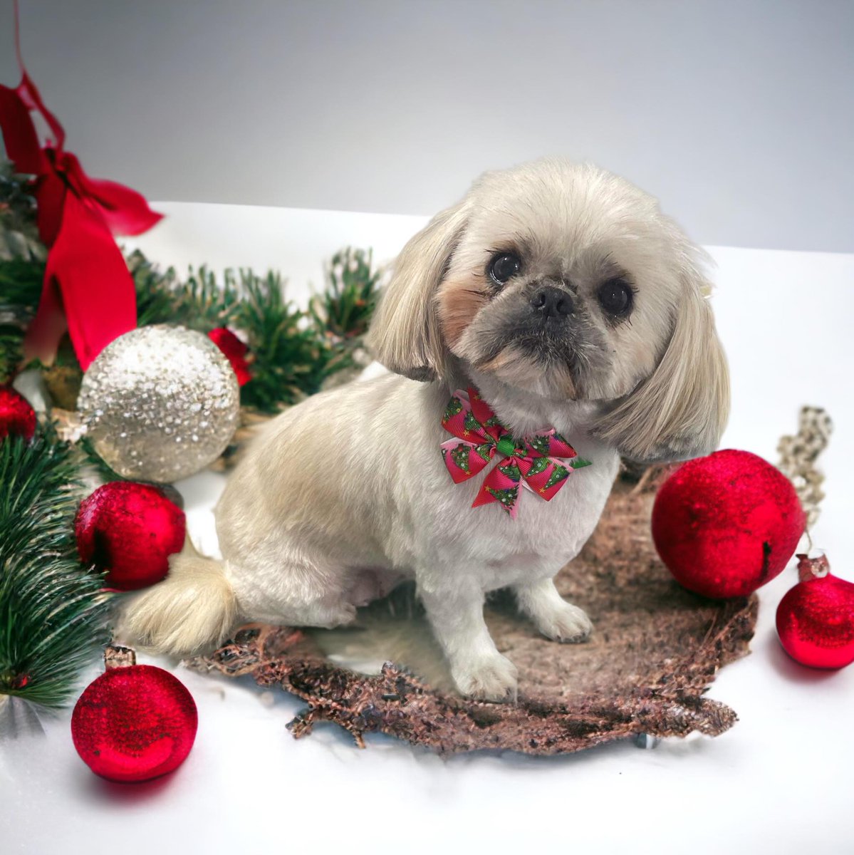 So her annual leave has come to an end🤣 and back to work for this young lady on Wednesday to see all her friends for lots of cuddles #Minnie💗 #petsastherapy #christmasphotoshoot #thebesttherapy