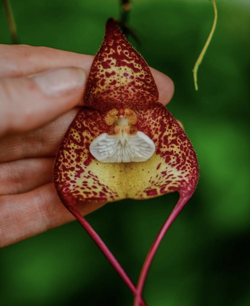 Orchid Dracula bella @TheBotanics is native to Columbian and Ecuadorian cloud forests. Dracula orchids are hypothesized to rely on mushroom mimicry for pollination. These orchids look and smell like mushrooms and are pollinated by mushroom-associated flies. #horticulture #nature
