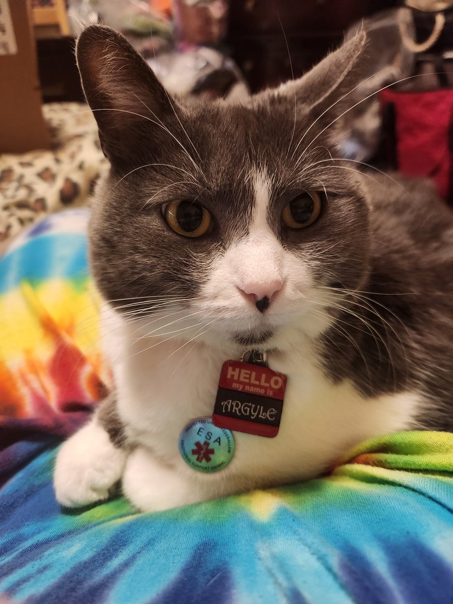 mewlsby's tweet photo. Mah hooman gibbded me um mettle! Hers says i's earnded it, and day not has one fer Kitteh Nurse. I's polojize fer no postes, but mah hooman was no feelin guud 💙🐾 https://t.co/7f23GG35HE