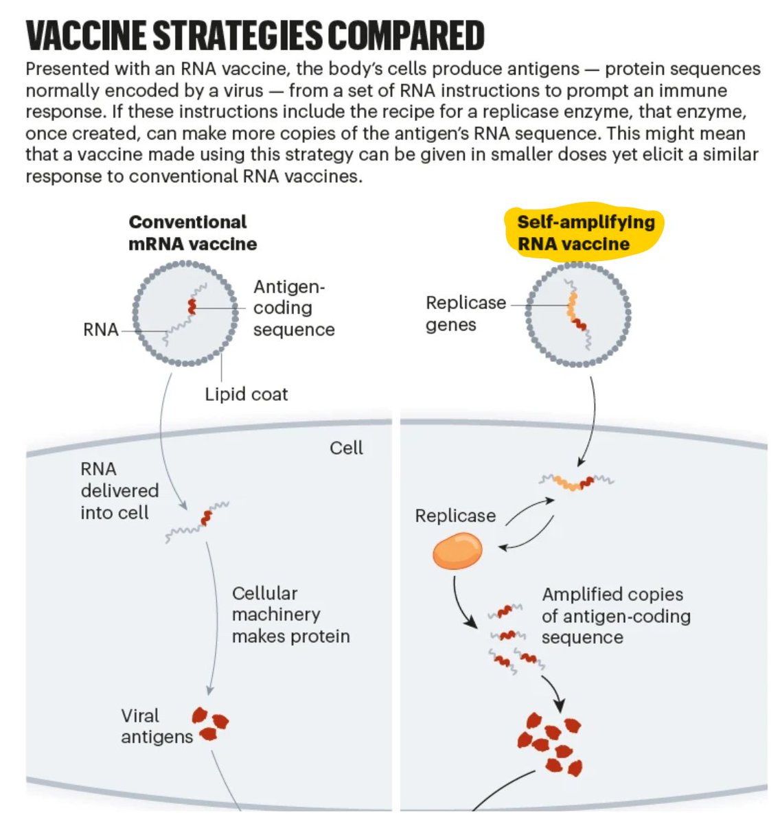 EricTopol's tweet photo. It took 20 years, but the 1st self-amplifying RNA vaccine got approval (Japan) and it can lead to much lower doses, less side-effects,  and widening applications. Also being pursued by US Project NextGen for better Covid vaccines
https://t.co/kkvoAS5Jh3 @Nature @ElieDolgin https://t.co/d1IK7NtG5T