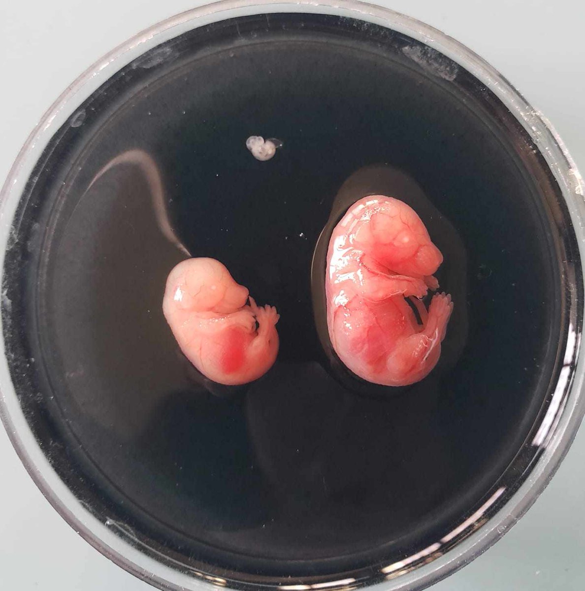 Genopolys tweet media