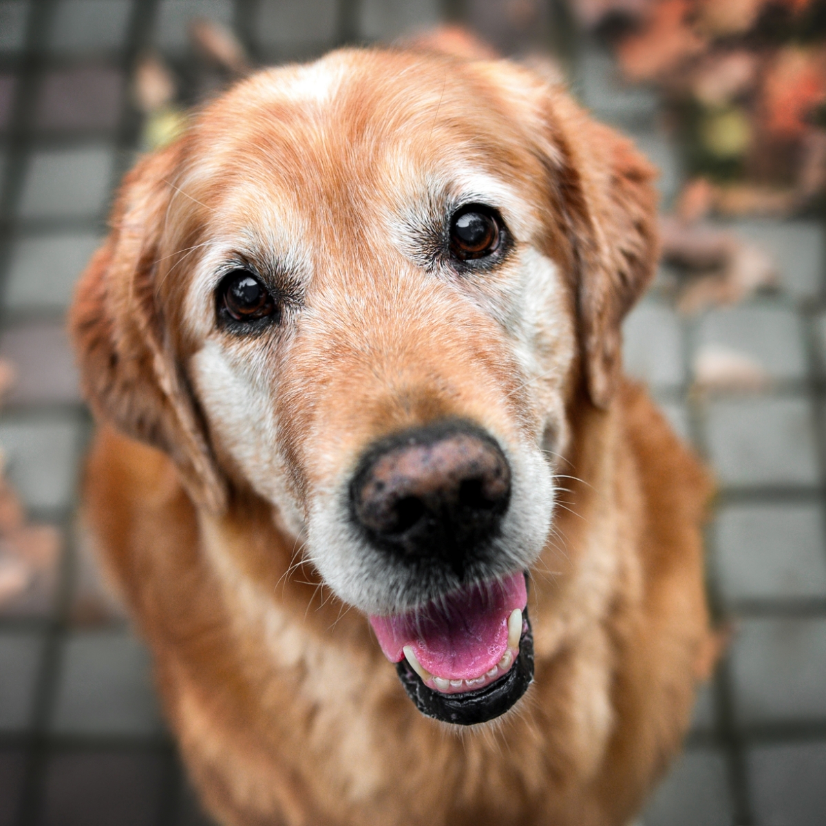 ValleyHumaneSoc tweet picture