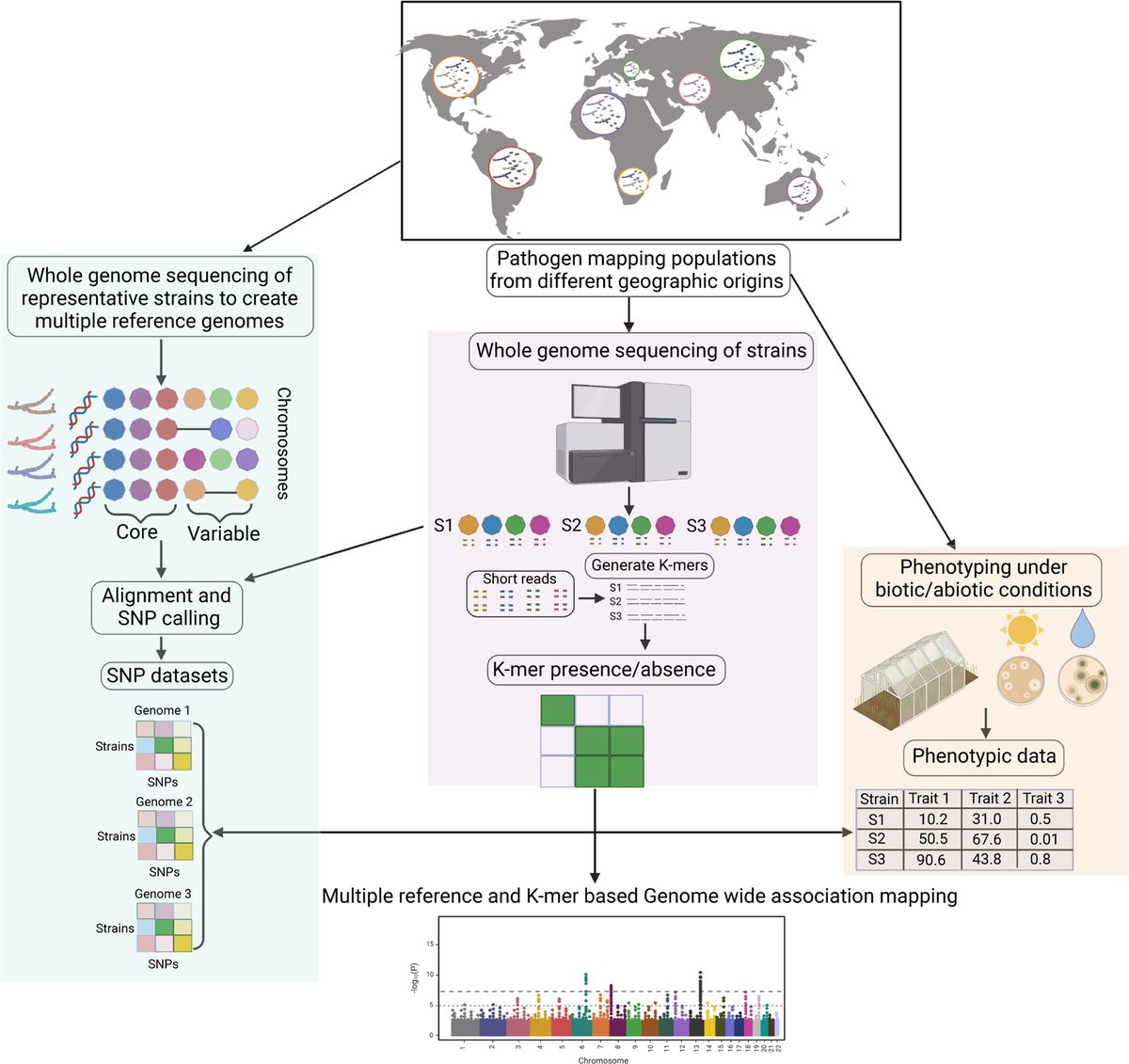 Using Zymoseptoria tritici as a case study, this resent article demonstrates the limitations of standard genome-wide association studies (GWAS) in capturing the full scope of loci influencing adaptive traits in microbial populations: plos.io/49NFoDs