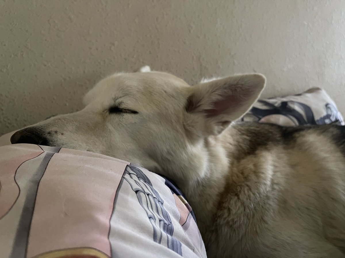 DareRick208's tweet image. Ghost agrees with me Albedo is best waifu #sleepydoggo