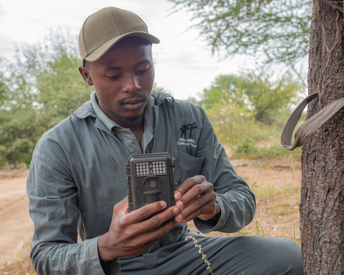 Introducing today’s featured CCI Scholarship Fund recipient: Nkosi Ngwenya. Nkosi is based in Zimbabwe and will be pursuing his master’s in science at the University of Fort Hare in South Africa. Learn more: facebook.com/CheetahConserv… #cheetah #student