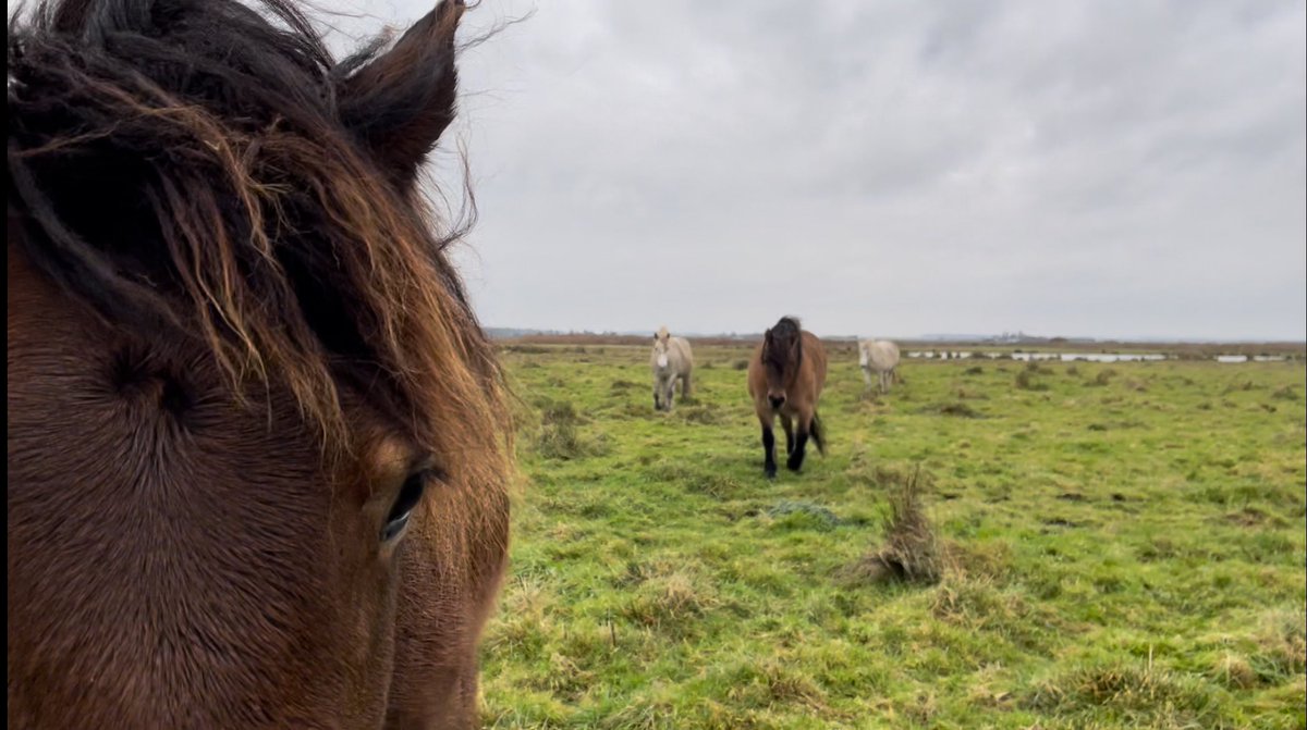 My favourite colleagues are back 🤗
I’ve missed the daily therapy they provide, such gentle souls🐎

Lovely #HighlandPonies, perfect for some #ConservationGrazing

#GoNative #RareBreeds