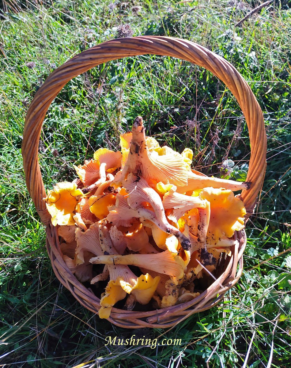 mushring's tweet photo. 📷MPM Wild Mushrooms Fruiting Forecast Maps https://t.co/OPYmHhoPfv
#mushrooms #cantharellus #cantharelluscibarius #fungi #fungiforecast #mushring https://t.co/l4T6Qvlhpe