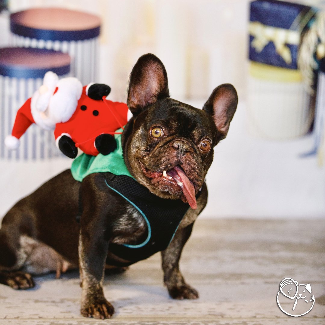 ADOPT Lovebug ❤️ French Bulldog | female | approx. 7 y/o
peaceofminddogrescue.org/dog.php?id=3495
Lovebug definitely made our day at our holiday photo shoot. She has such a fun energy that we simply can't get enough of her. Make Lovebug's holiday dreams come true and give this sweet girl a home!