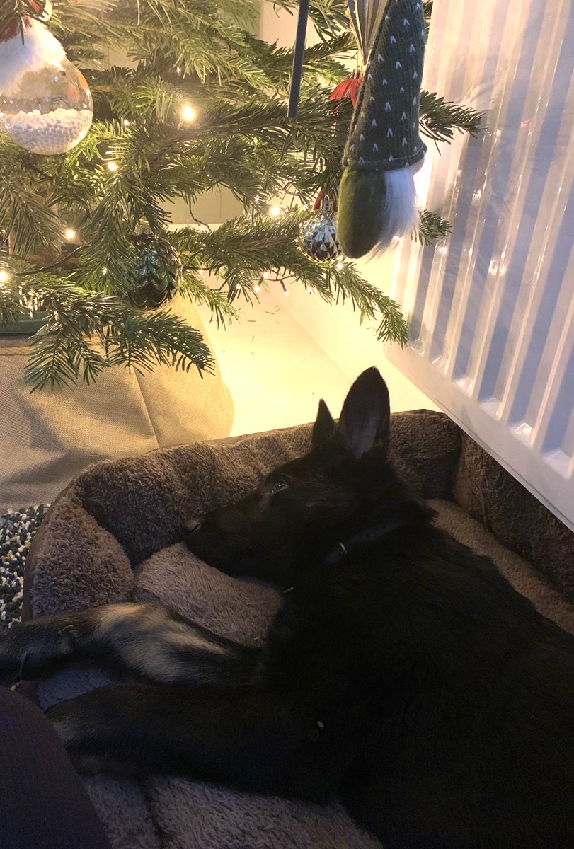 DC_Police Dogs ( Puppy Development Program) tweet media