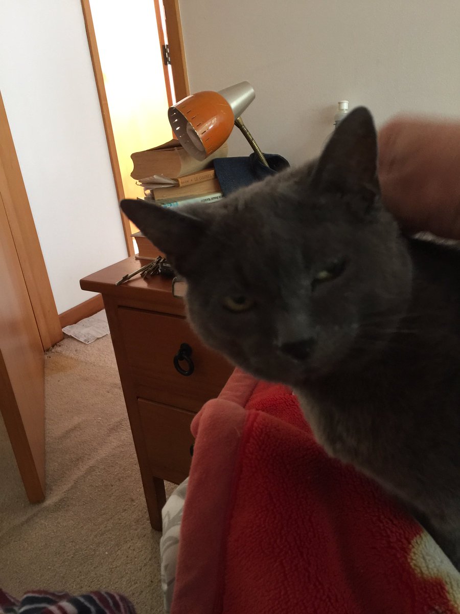Our old lady Bell seems to be losing her appetite, and although showing no signs of pain or discomfort is gradually getting thinner. We are trying to make her food more tempting, and hoping that works, but wondering for how long...