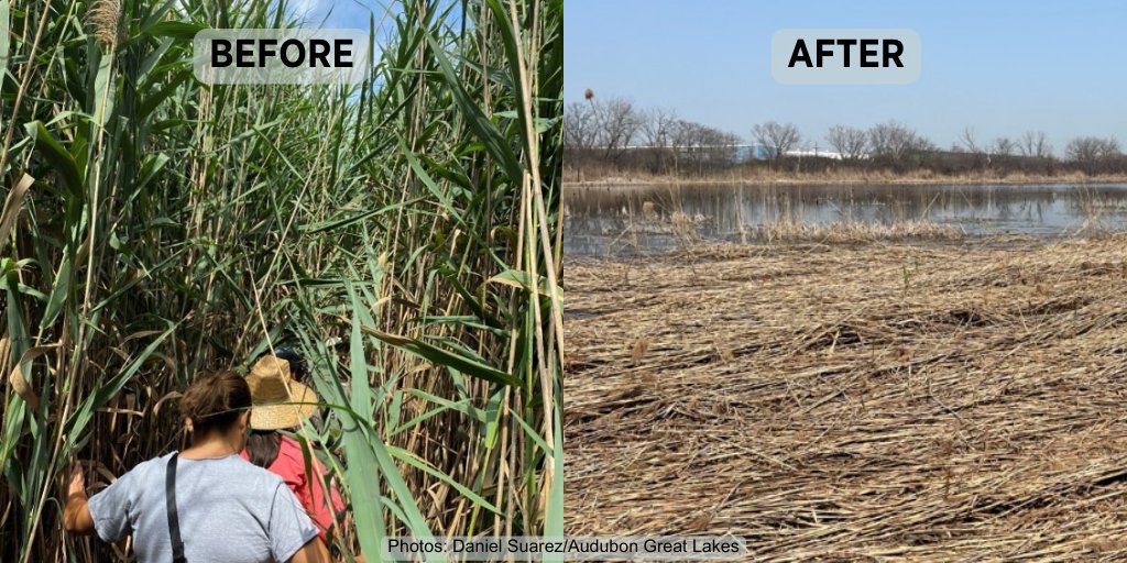 Happy #FieldFriday! See our recent restoration work in action removing the invasive reed, Phragmites, at Deadstick Pond of @ChicagoParkDistrcit. This fragmented, industrial area is in the Calumet Region, where we’re working to protect vulnerable marsh birds.