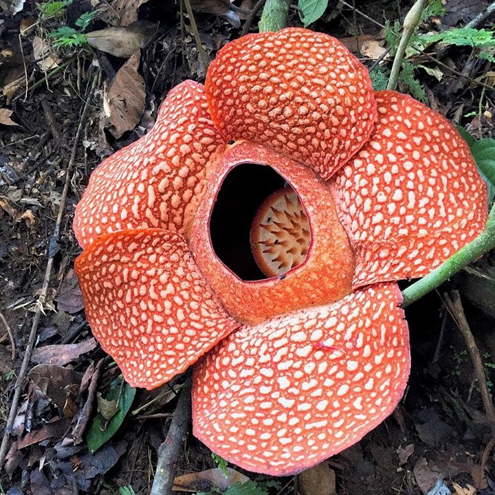 @Rainmaker1973 The flower of R. arnoldii is recorded as the largest individual flower on Earth. Some other tree species also have large flower structures such as giant calf's foot (Amorphophallus titanum (Becc.) Becc.) and fan palm (Corypha umbraculifera L.).

The characteristic of R. arnoldii