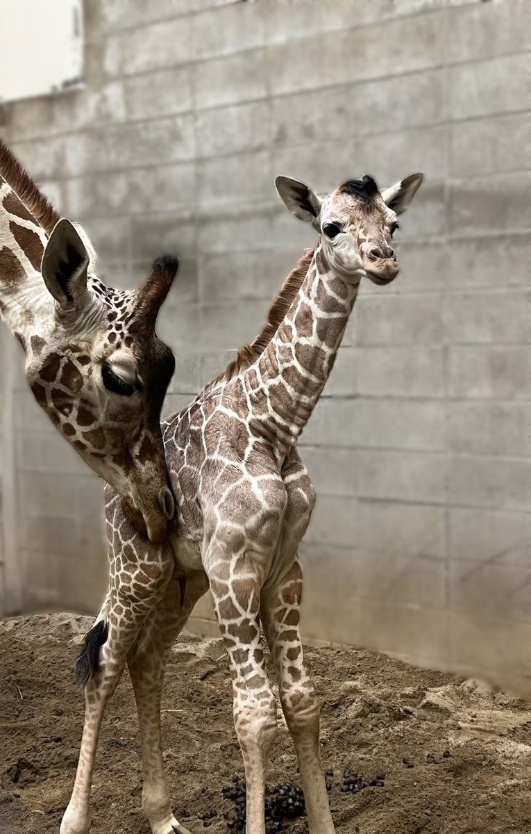 IndianapolisZoo's tweet photo. BIG BABY NEWS! We’re excited to welcome a beautiful male #giraffe calf, born early Wednesday morning to mom Kita. 🦒 While the baby doesn’t yet have a name, he &amp; mom are both doing great and will remain indoors with the rest of our herd during winter. https://t.co/VBJVHE4oOQ