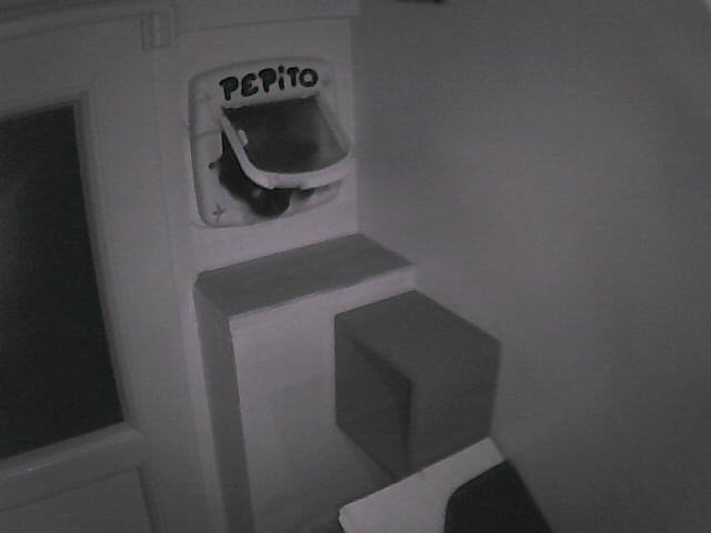 PepitoTheCat's tweet image. Pépito is back home (20:56:57)