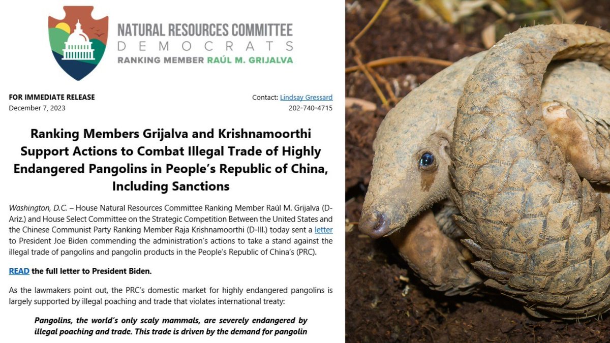 A big shout out to @RepRaulGrijalva and @CongressmanRaja for calling on @POTUS to take a stand against the illegal trade of pangolins. Pangolins are the only scale-covered mammal. They're also the most trafficked mammal in the world. Their full letter ⬇️ democrats-naturalresources.house.gov/imo/media/doc/…