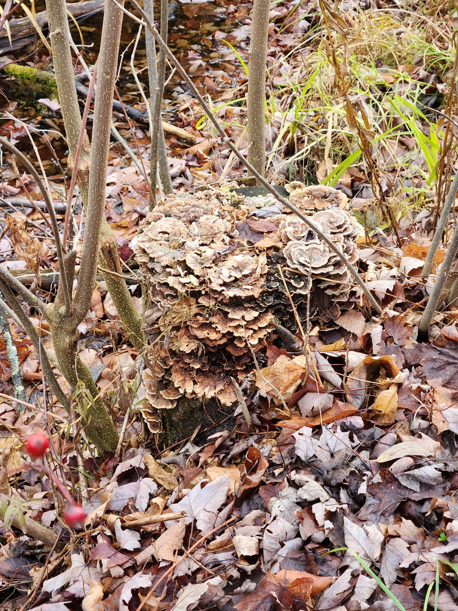 Mr. Nicholson (@nicholsonhdsb) on Twitter photo 6-3 had a wonderful time on our field trip to Mountsberg to learn all about the Biodiversity all around us! ( <a href="/RaptorCentre/">Mountsberg</a> ) <a href="/DesmondHDSB/">Viola Desmond Public School</a> 6-3 had a wonderful time on our field trip to Mountsberg to learn all about the Biodiversity all around us! ( <a href="/RaptorCentre/">Mountsberg</a> ) <a href="/DesmondHDSB/">Viola Desmond Public School</a>