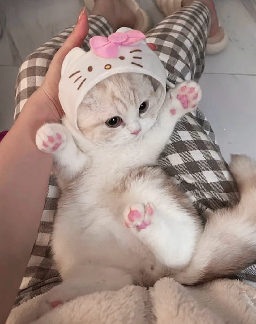 heartipink's tweet image. hello kitty cat