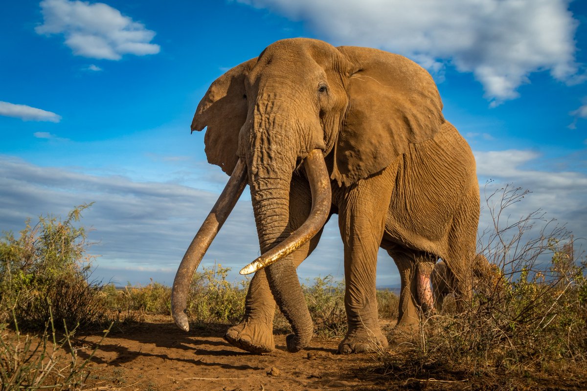 The Steering Group for The Global Initiative to End Wildlife Crime highlights an updated report released by the United Nations Office on Drugs and Crime showing a majority of States support the global agreement to prevent & combat wildlife trafficking: tinyurl.com/3shfffp9.https…