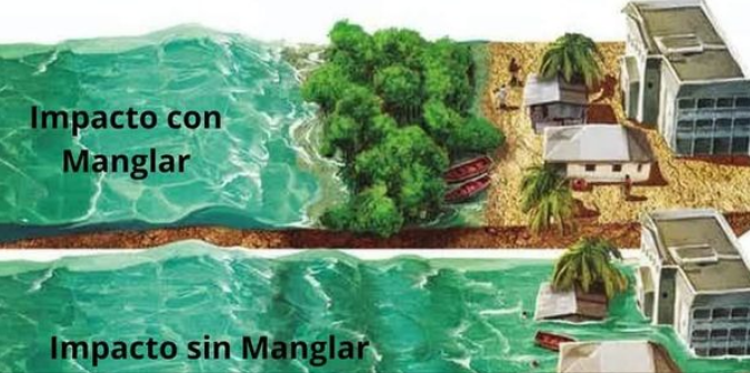 ecopracticas's tweet photo. #Mangles #Manglares #Costas #Tormentas #Huracanes #CambioClimatico https://t.co/mEz7HFOYxi
