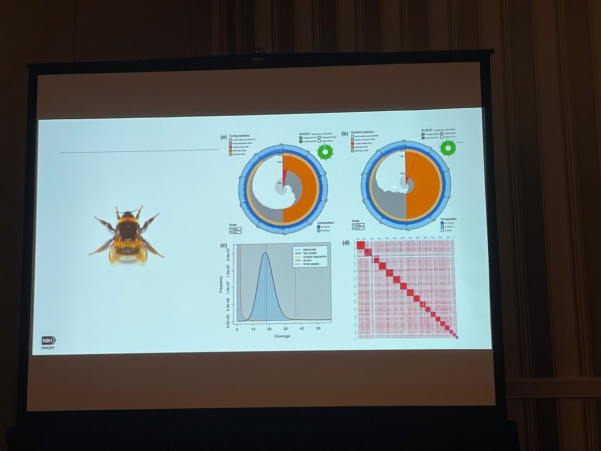 Inaugural #Beenome100 Symposium @Entsoc23 brought a nice crowd and good discussion from @bramic21 , @tarantuligia (remotely), @liquidanbar ,  @BerylMJones . This effort to produce reference genomes from 100+ US bees is proudly guided by @Arthropod_i5K  and @EBPgenome.